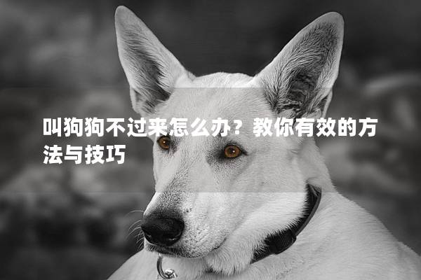 叫狗狗不過來怎么辦？教你有效的方法與技巧