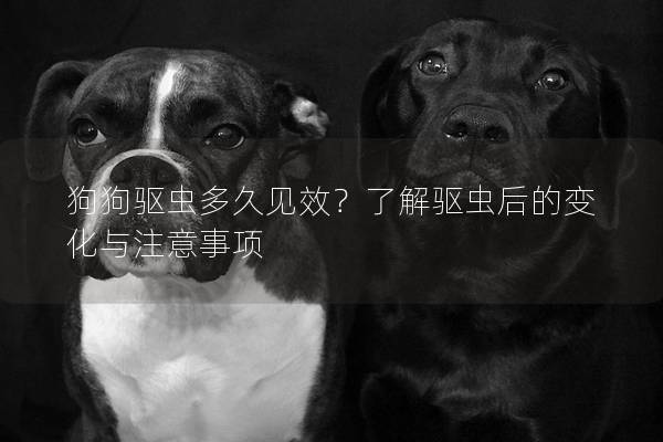 狗狗驅(qū)蟲多久見效？了解驅(qū)蟲后的變化與注意事項