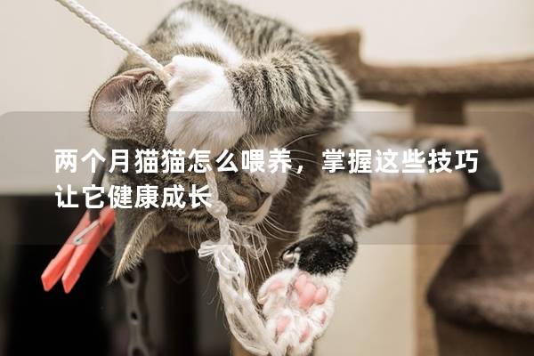 兩個月貓貓怎么喂養,掌握這些技巧讓它健康成長 兩個月貓貓怎么喂養,掌握這些技巧讓它健康成長