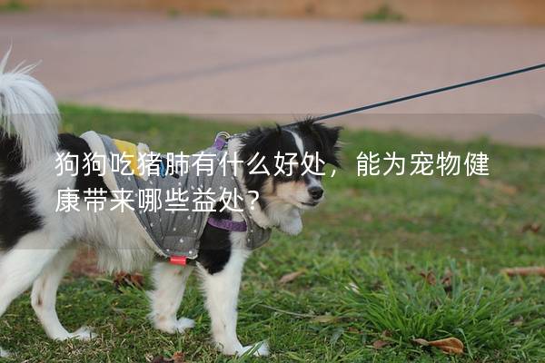 狗狗吃豬肺有什么好處,能為寵物健康帶來哪些益處? 狗狗吃豬肺有什么好處,能為寵物健康帶來哪些益處?