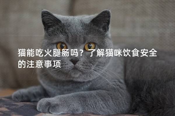 貓能吃火腿腸嗎？了解貓咪飲食安全的注意事項