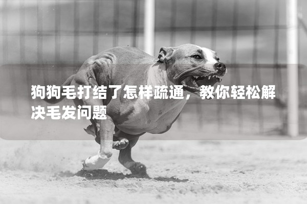 狗狗毛打結了怎樣疏通,教你輕松解決毛發問題 狗狗毛打結了怎樣疏通,教你輕松解決毛發問題