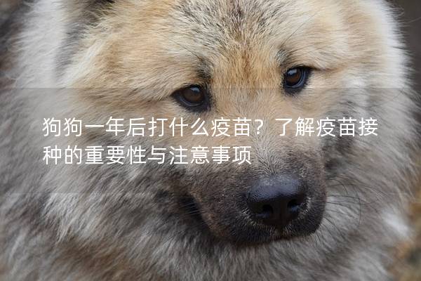 狗狗一年后打什么疫苗？了解疫苗接種的重要性與注意事項(xiàng)