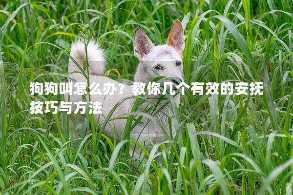 狗狗叫怎么辦？教你幾個有效的安撫技巧與方法
