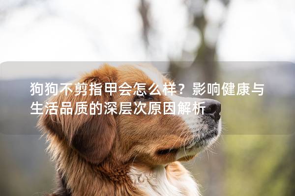 狗狗不剪指甲會(huì)怎么樣？影響健康與生活品質(zhì)的深層次原因解析