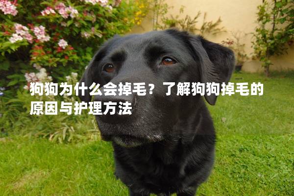 狗狗為什么會掉毛？了解狗狗掉毛的原因與護理方法