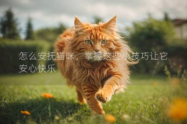 怎么安撫貓咪，掌握這些小技巧讓它安心快樂