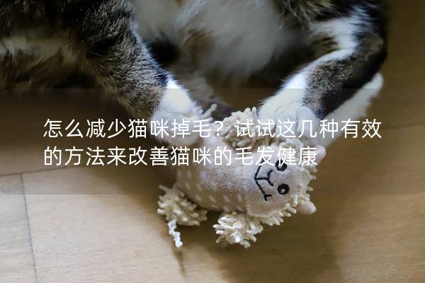 怎么減少貓咪掉毛？試試這幾種有效的方法來改善貓咪的毛發健康