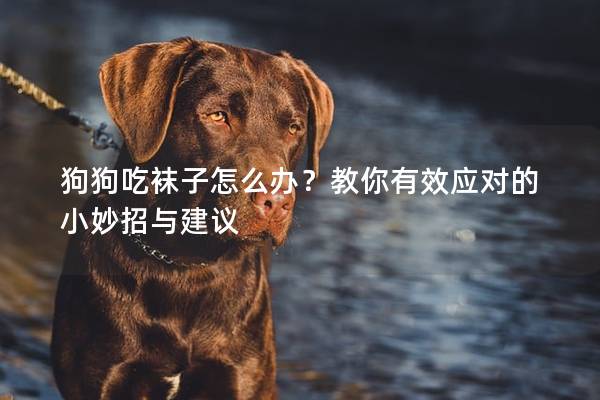 狗狗吃襪子怎么辦？教你有效應(yīng)對(duì)的小妙招與建議