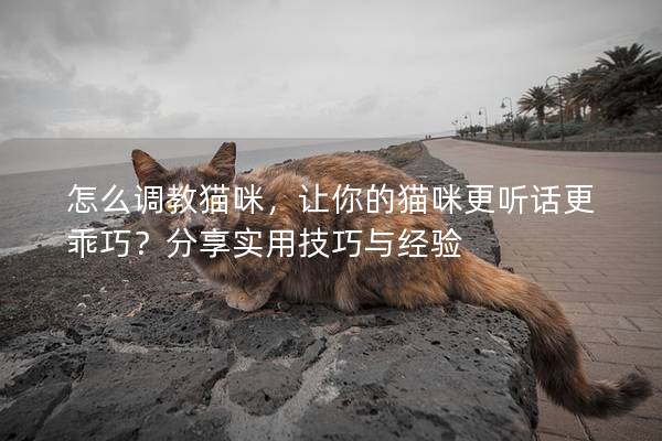 怎么調(diào)教貓咪，讓你的貓咪更聽話更乖巧？分享實用技巧與經(jīng)驗