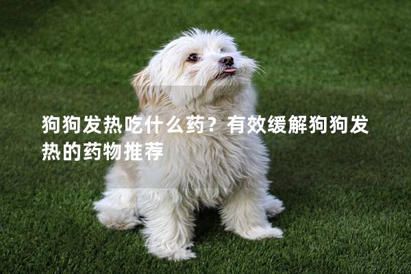 狗狗發(fā)熱吃什么藥？有效緩解狗狗發(fā)熱的藥物推薦