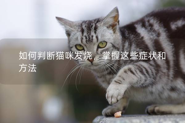如何判斷貓咪發燒，掌握這些癥狀和方法