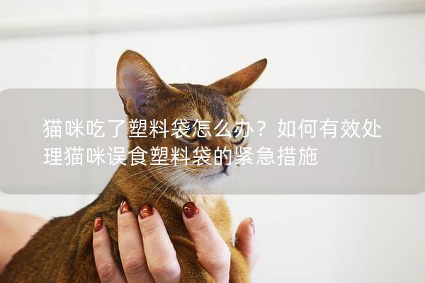 貓咪吃了塑料袋怎么辦？如何有效處理貓咪誤食塑料袋的緊急措施