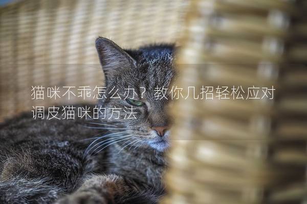 貓咪不乖怎么辦？教你幾招輕松應對調皮貓咪的方法