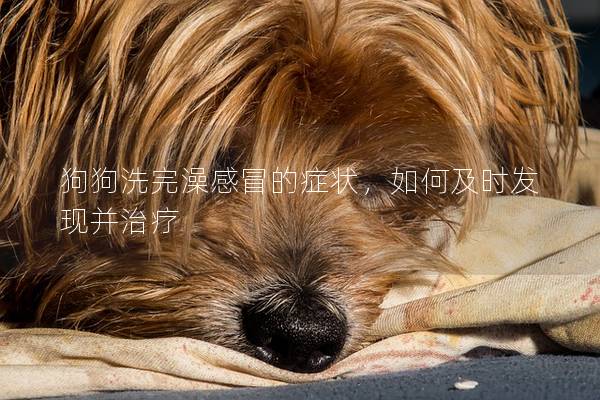 狗狗洗完澡感冒的癥狀,如何及時發現并治療 狗狗洗完澡感冒的癥狀,如何及時發現并治療