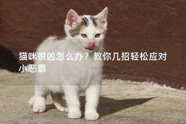 貓咪很兇怎么辦？教你幾招輕松應對小惡霸