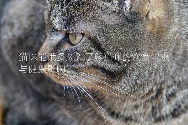 貓咪能餓多久？了解貓咪的飲食需求與健康影響