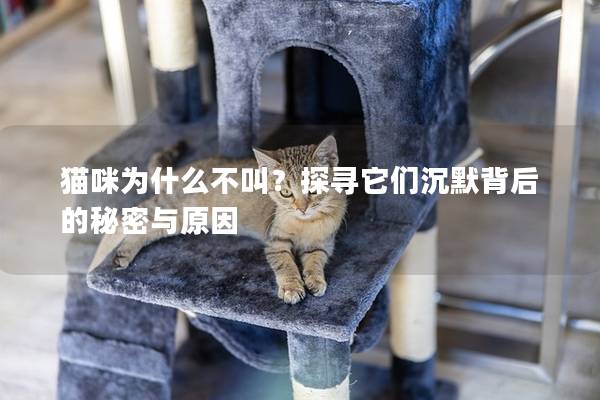 貓咪為什么不叫？探尋它們沉默背后的秘密與原因