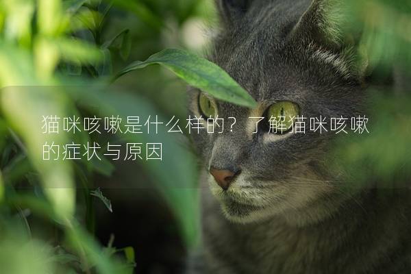 貓咪咳嗽是什么樣的？了解貓咪咳嗽的癥狀與原因