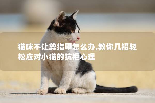 貓咪不讓剪指甲怎么辦,教你幾招輕松應對小貓的抗拒心理