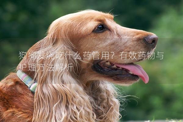 狗狗發燒吃什么藥管用？有效藥物與護理方法解析