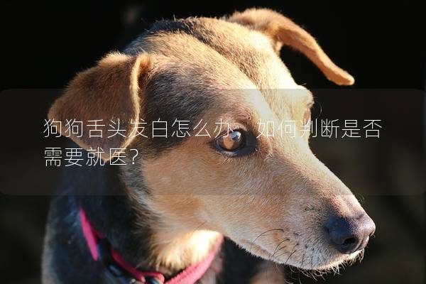 狗狗舌頭發白怎么辦，如何判斷是否需要就醫？