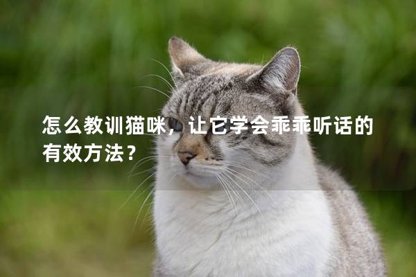 怎么教訓貓咪，讓它學會乖乖聽話的有效方法？