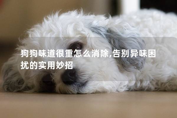 狗狗味道很重怎么消除,告別異味困擾的實用妙招