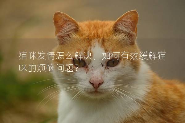 貓咪發情怎么解決，如何有效緩解貓咪的煩惱問題？