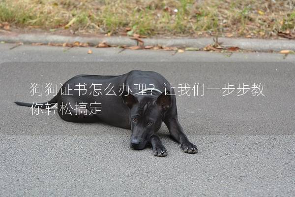 狗狗證書怎么辦理？讓我們一步步教你輕松搞定