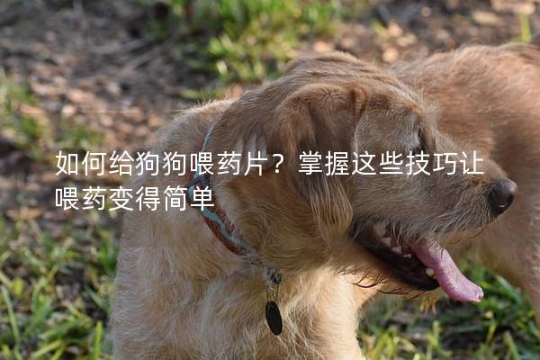 如何給狗狗喂藥片？掌握這些技巧讓喂藥變得簡單