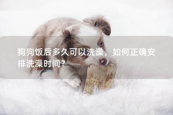 狗狗飯后多久可以洗澡，如何正確安排洗澡時間？