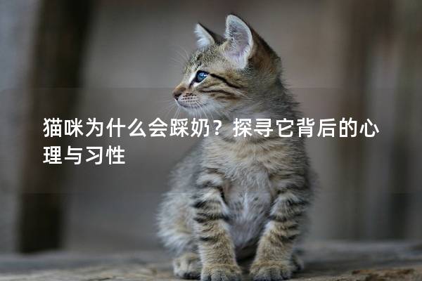 貓咪為什么會踩奶？探尋它背后的心理與習(xí)性