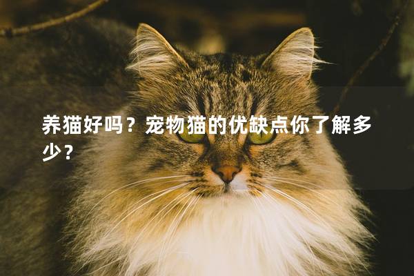 養貓好嗎？寵物貓的優缺點你了解多少？