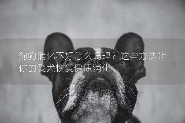 狗狗消化不好怎么調理？這些方法讓你的愛犬恢復健康消化