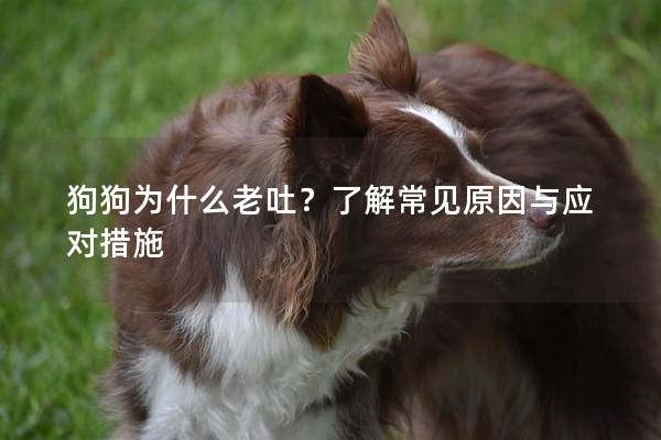 狗狗為什么老吐？了解常見(jiàn)原因與應(yīng)對(duì)措施
