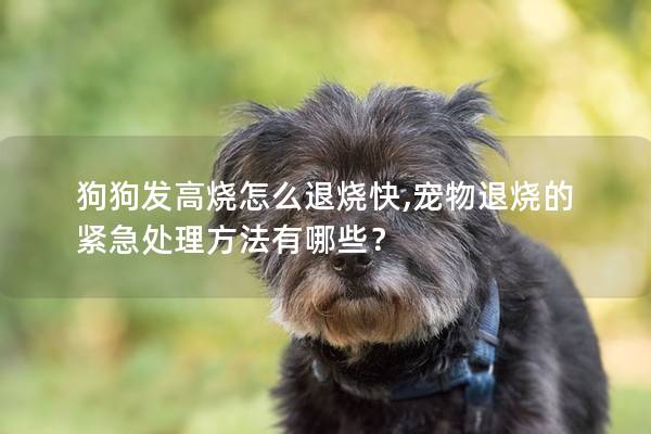 狗狗發高燒怎么退燒快,寵物退燒的緊急處理方法有哪些？
