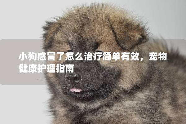 小狗感冒了怎么治療簡單有效，寵物健康護理指南