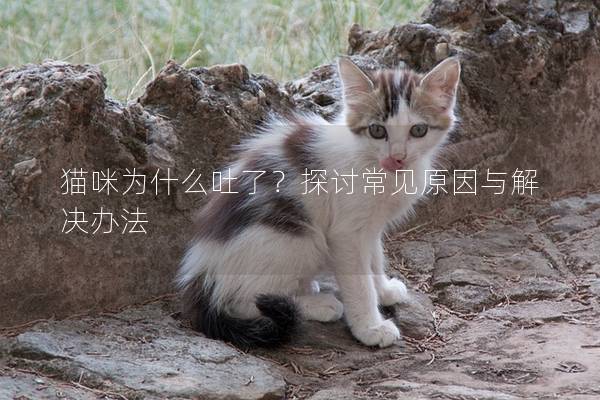 貓咪為什么吐了？探討常見原因與解決辦法