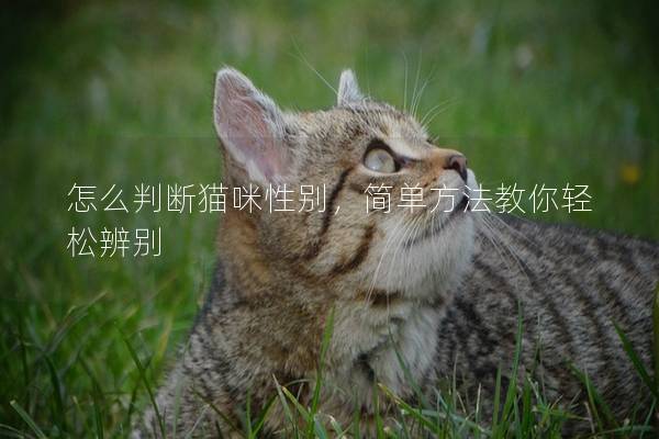 怎么判斷貓咪性別，簡單方法教你輕松辨別
