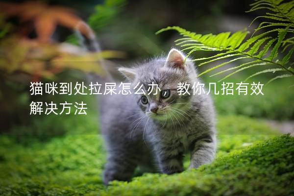 貓咪到處拉屎怎么辦，教你幾招有效解決方法