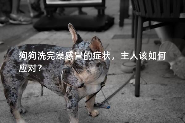 狗狗洗完澡感冒的癥狀,主人該如何應對? 狗狗洗完澡感冒的癥狀,主人該如何應對?
