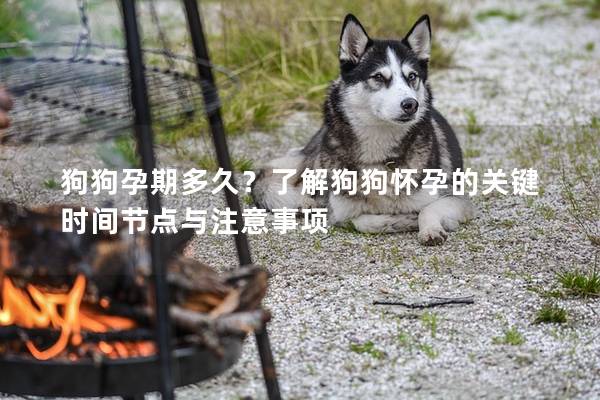 狗狗孕期多久？了解狗狗懷孕的關鍵時間節點與注意事項