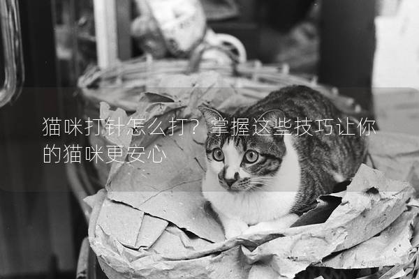 貓咪打針怎么打？掌握這些技巧讓你的貓咪更安心