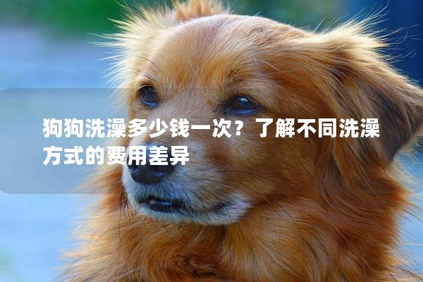 狗狗洗澡多少錢一次？了解不同洗澡方式的費用差異