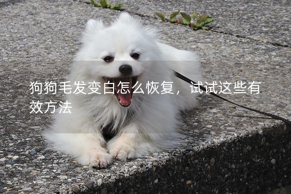 狗狗毛發變白怎么恢復，試試這些有效方法