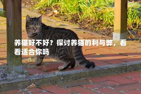 養貓好不好?探討養貓的利與弊,看看適合你嗎 養貓好不好?探討養貓的利與弊,看看適合你嗎