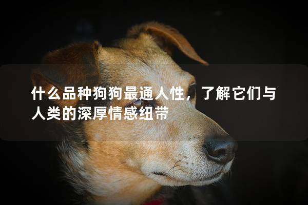 什么品種狗狗最通人性，了解它們與人類的深厚情感紐帶