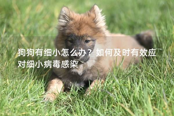 狗狗有細(xì)小怎么辦？如何及時(shí)有效應(yīng)對(duì)細(xì)小病毒感染
