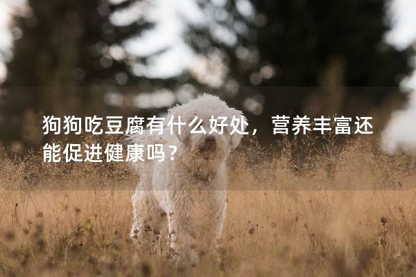 狗狗吃豆腐有什么好處,營養豐富還能促進健康嗎? 狗狗吃豆腐有什么好處,營養豐富還能促進健康嗎?